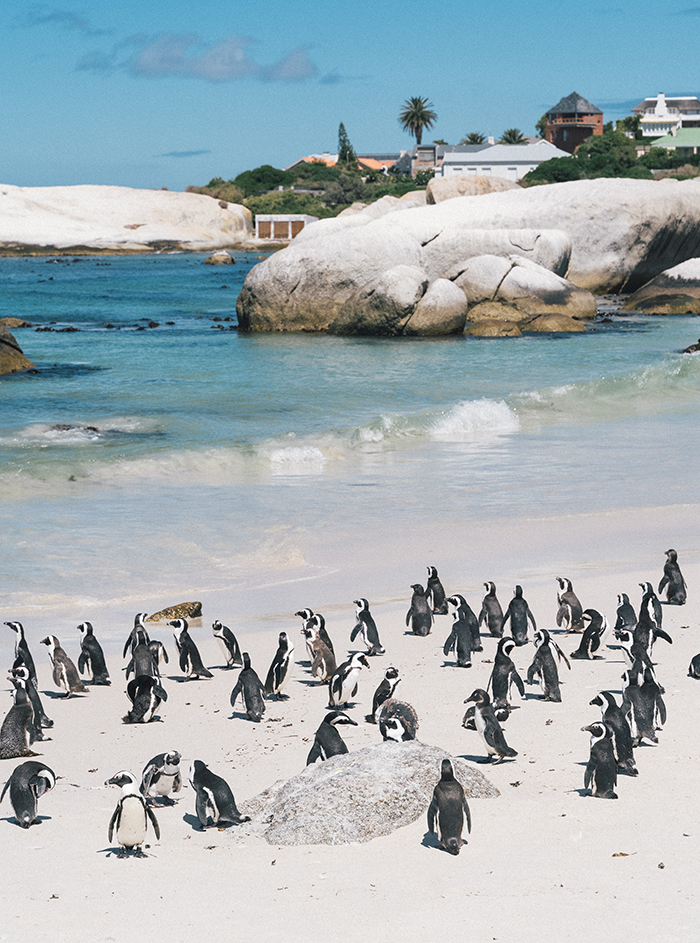А на пляже Болдерс — пингвинов