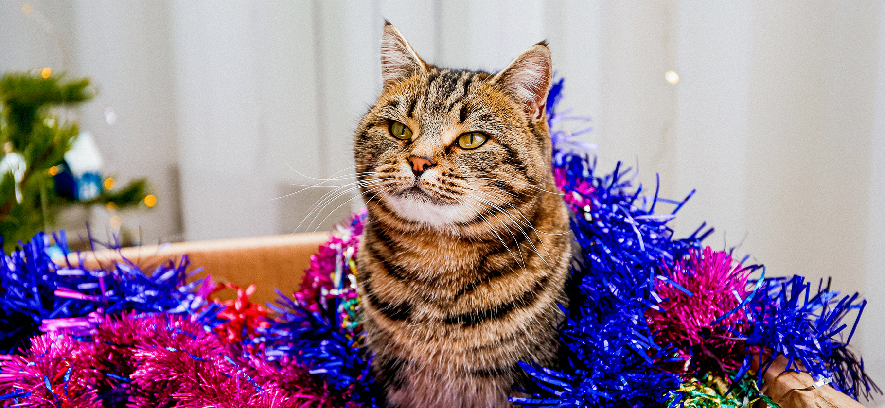 «Кот был в вос­торге»: 6 идей ново­годних подарков для питом­цев