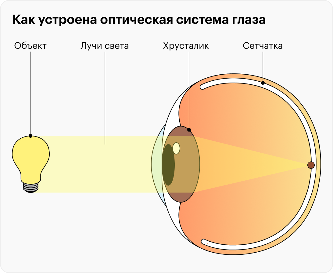 Вот так глаз считывает световую информацию, чтобы направить ее в головной мозг в виде нервных импульсов