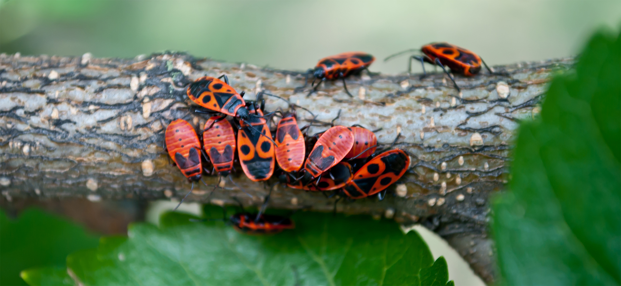 Кто такой клоп-солдатик и стоит ли его уничтожать