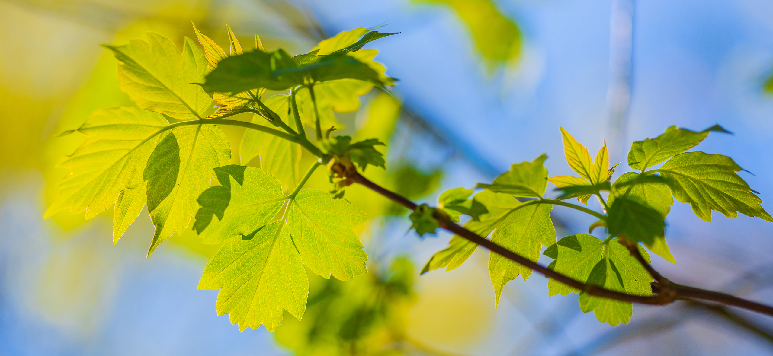 Почему запрещают выращивать клен ясенелистный и будут за него штрафовать