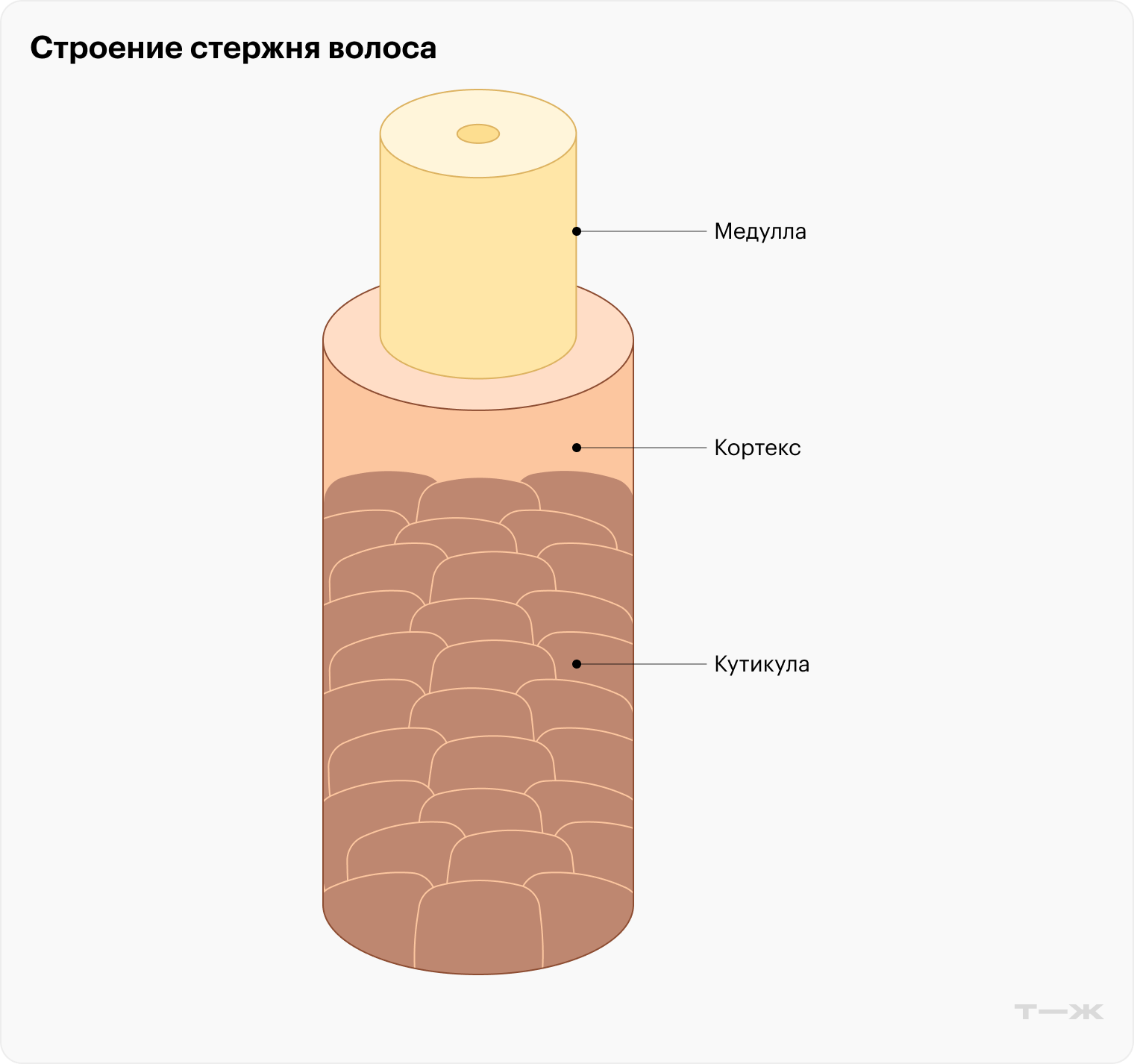 Стержень волоса состоит из трех слоев, причем за цвет волос отвечает только кортекс