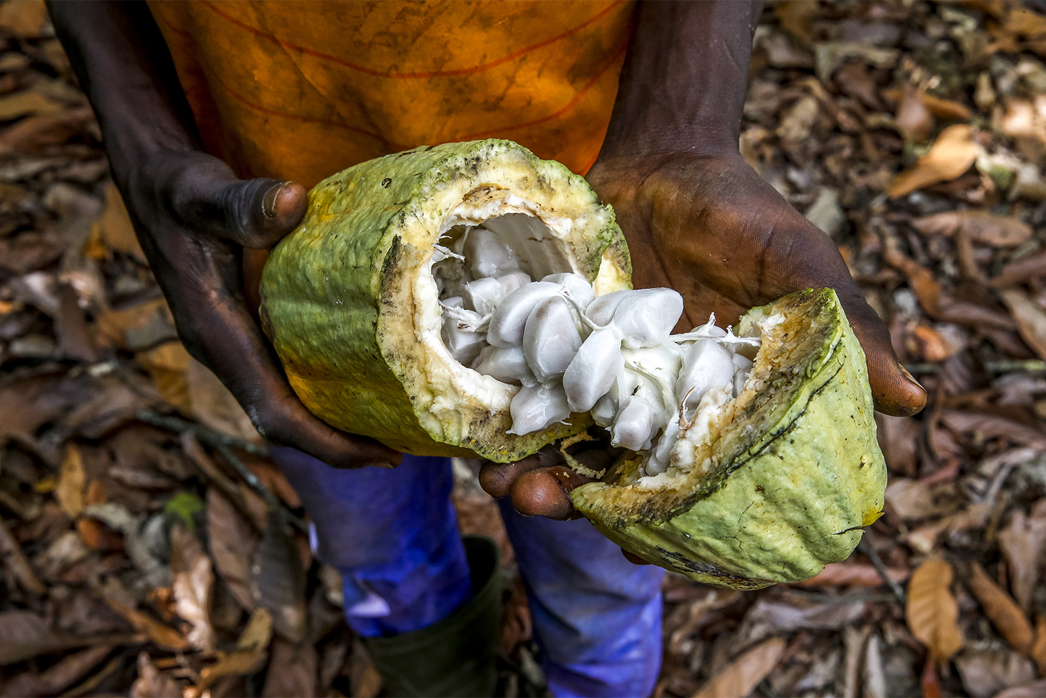 Работник фермы Кот⁠-⁠д’Ивуара демонстрирует какао-бобы. Фотография: Godong / Getty Images