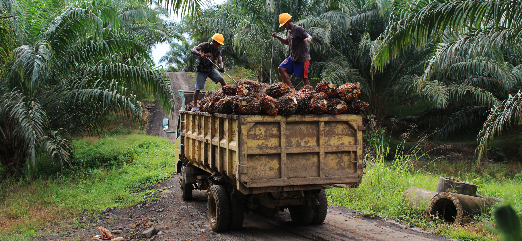 Индонезия запретила экспорт пальмового масла: как это отразится на россиянах
