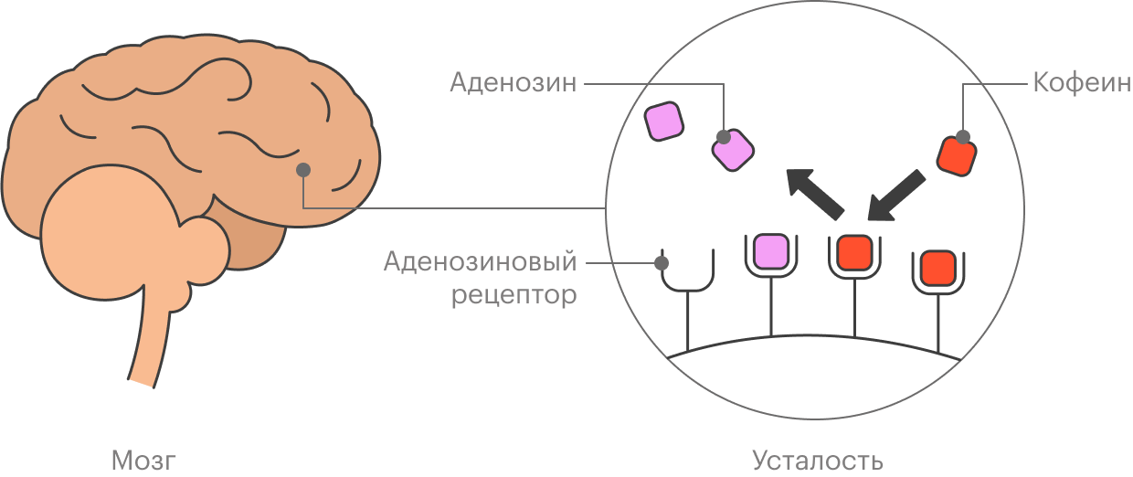 ТОП хитовых природных энергетиков: зарядись по полной!