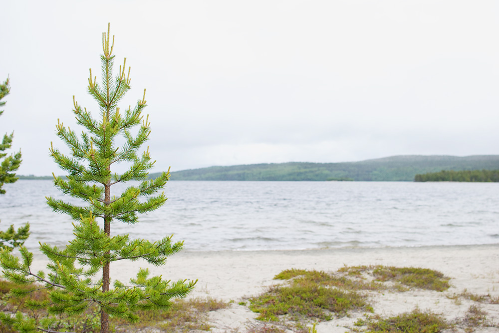 Озеро Инариярви, у которого мы обедали. Финляндию называют страной тысячи озер, и это правда: там они на каждом шагу