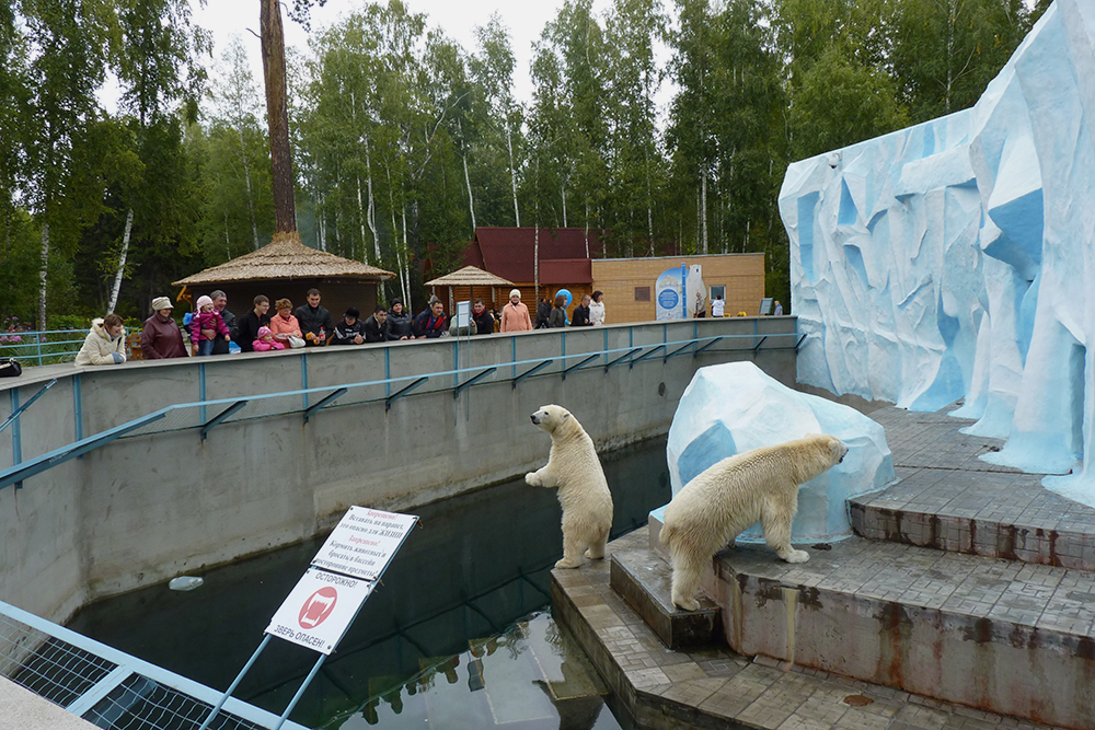 Настоящие жемчужины зоопарка — белые медведи Кай и Герда: на виду у зрителей они играют покрышками от колес, гремят канистрами и плещутся в воде