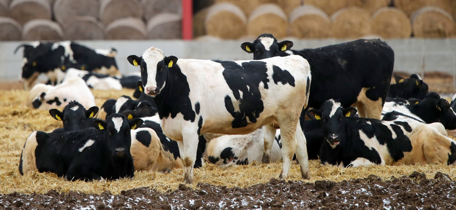В Сибири массово забивают скот: почему это проис­хо­дит и как реагируют жители