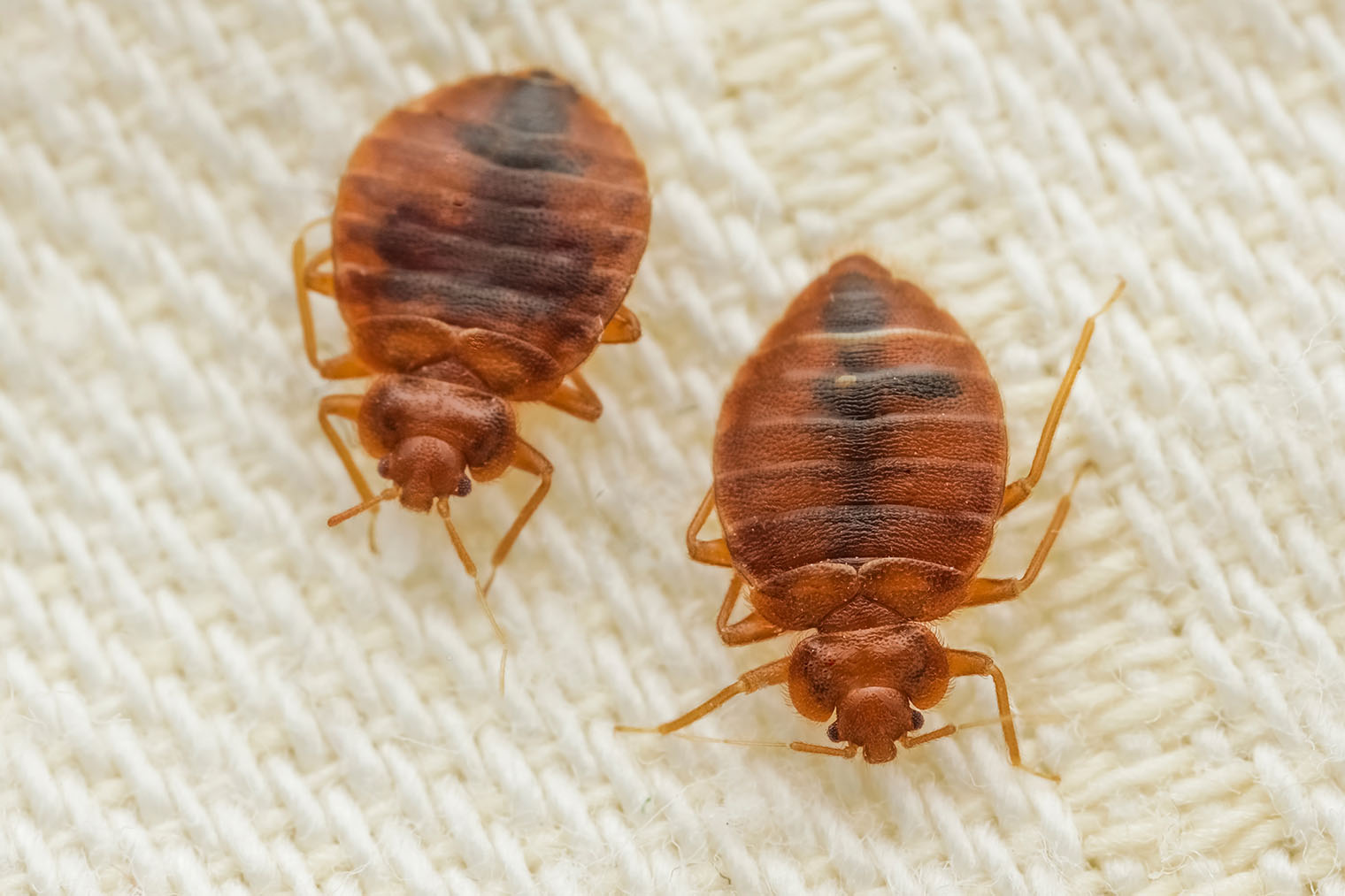 Постельный клоп — это кровососущее насекомое. Фотография: Pavel Krasensky / Shutterstock