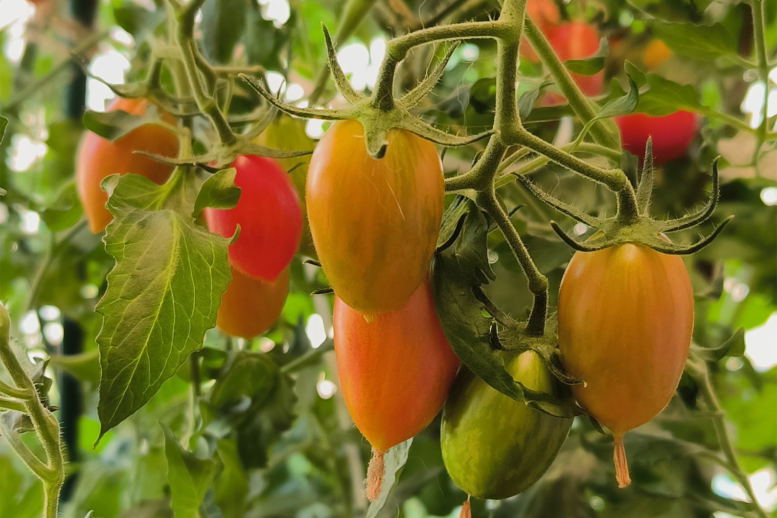 Это зреющий урожай на кусте помидоров сорта «непас 12»