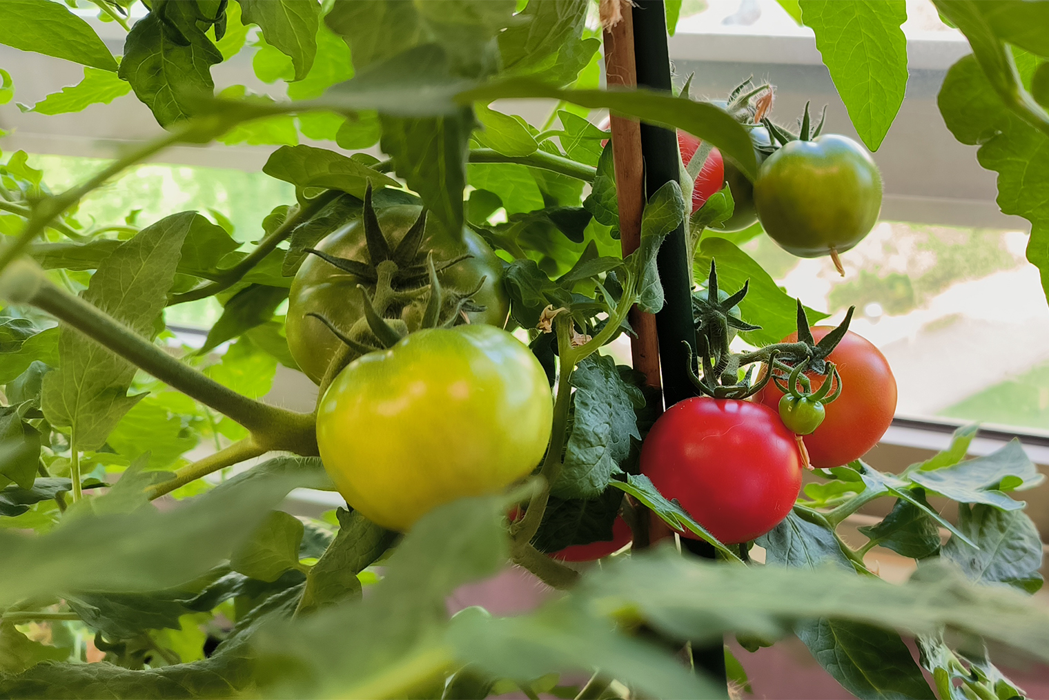 Если приблизить предыдущее фото в области среднего куста томатов «непас 12», виден первый урожай