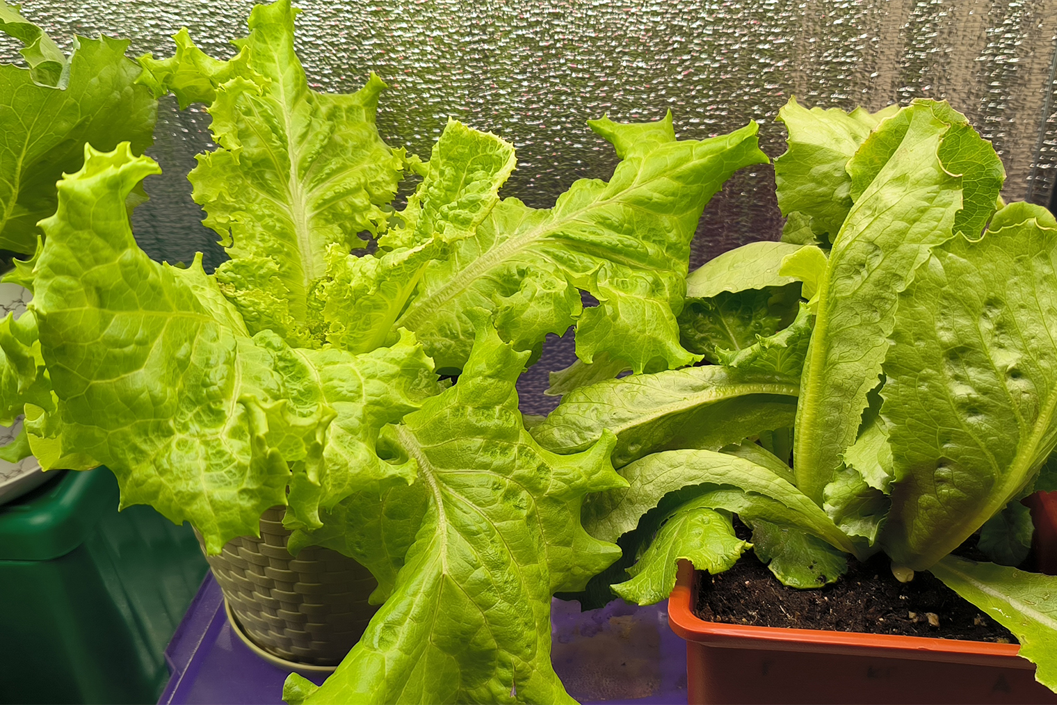 Новое поколение салатов в стеллаже тоже чувствует себя прекрасно, некоторые даже завязывают маленькие кочаны