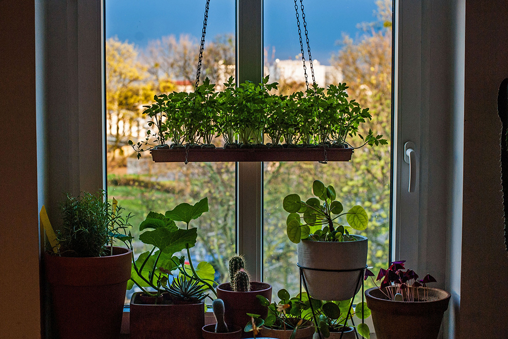 Как вырастить огород в квартире: идеи где его разбить и что посадить в домашних условиях