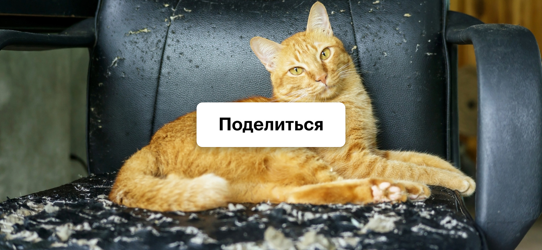 Расскажите о случаях с домашними животными, которые дорого вам обошлись