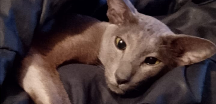 Фото питомца: ориентальный кот Моисей отдыхает