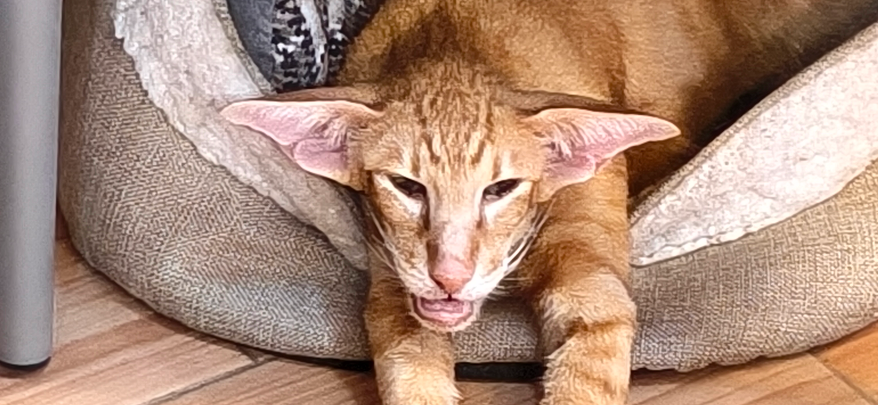 Фото питомца: ориентальный кот отдыхает в лежанке