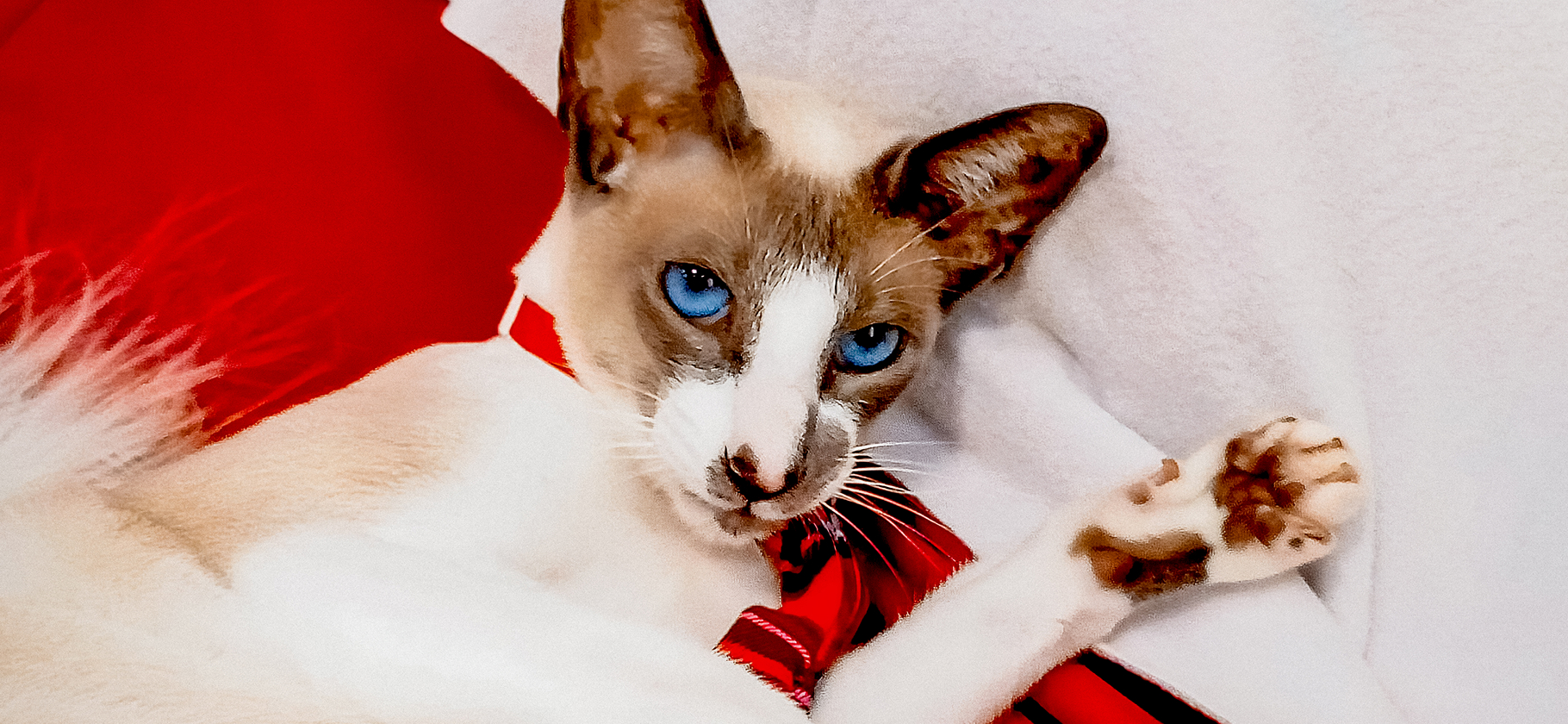 «Говорит басом, с брутальной хри­пот­цой»: 4 особен­ности ориентальных кошек