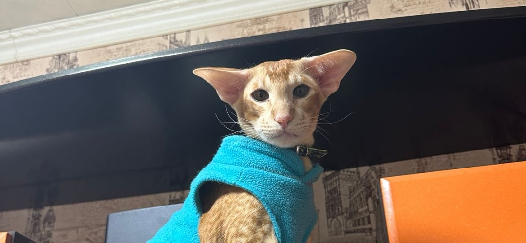 Фото питомца: ориентал Нуто утеплился