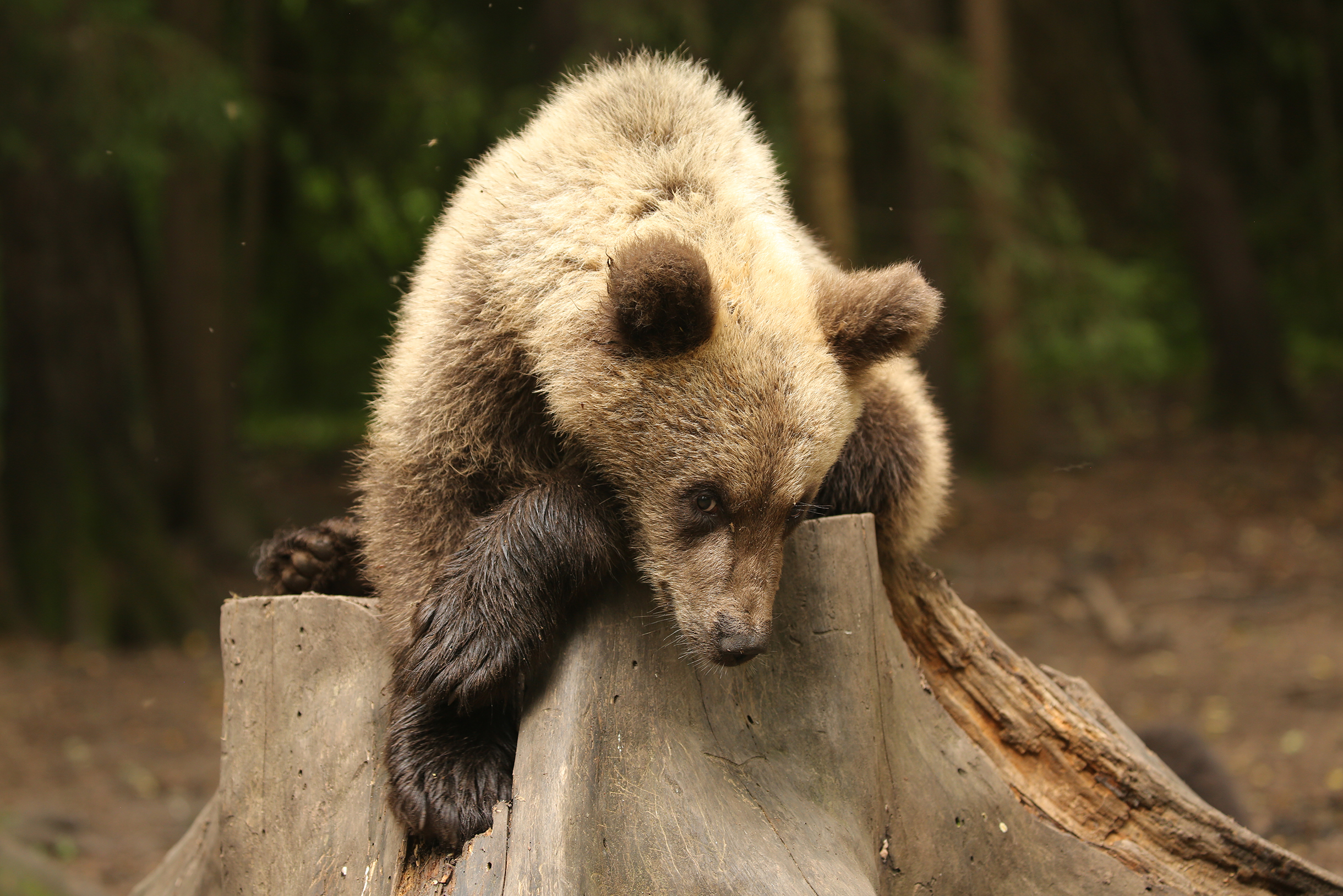 Малыши бурого медведя могут постоять за себя, только когда им исполнится полтора года