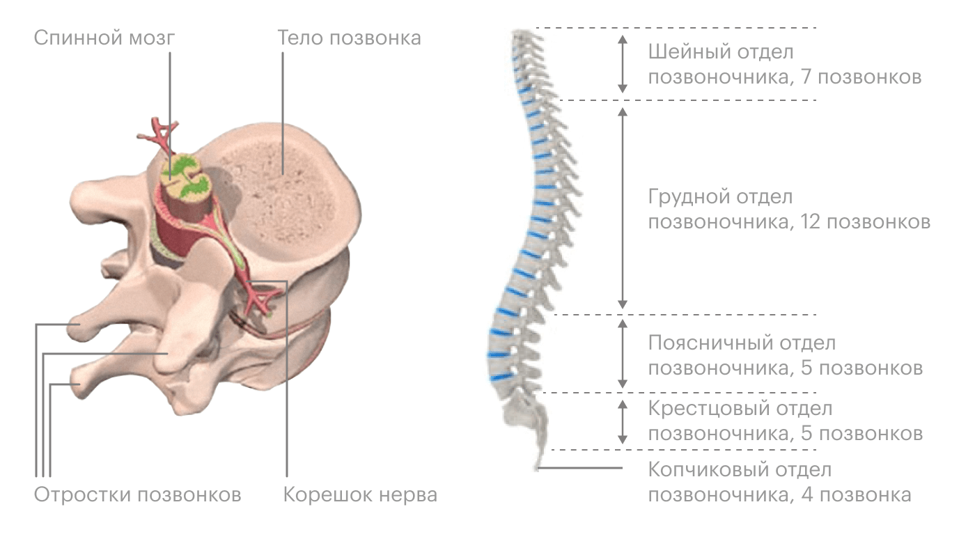 Слева — спинной мозг в «клетке» из костных отростков позвонков, справа — позвоночник целиком. Синим обозначены межпозвоночные диски