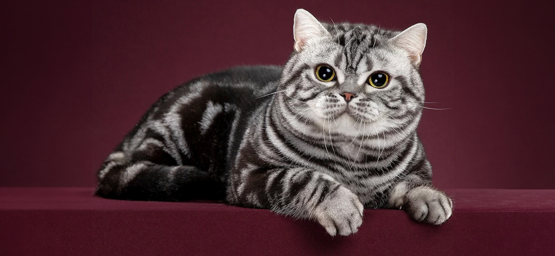 Коты-эмигранты: 7 американских пород кошек