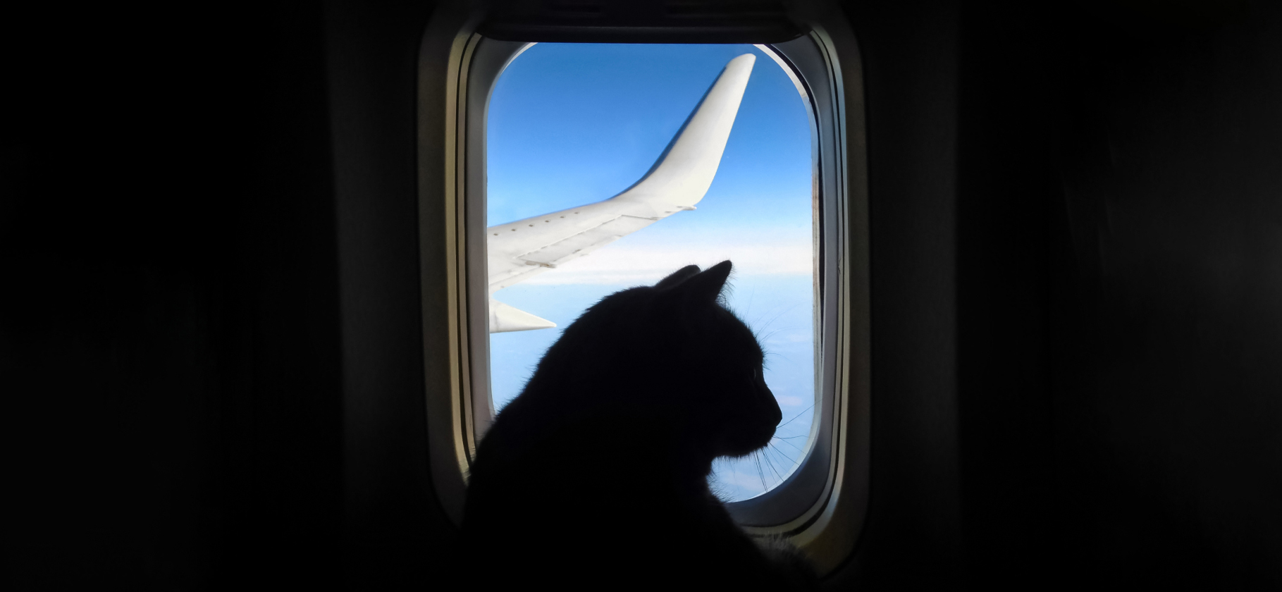«Взяла бизнес-класс, чтобы у кота было больше места»: 6 историй о переезде с животными