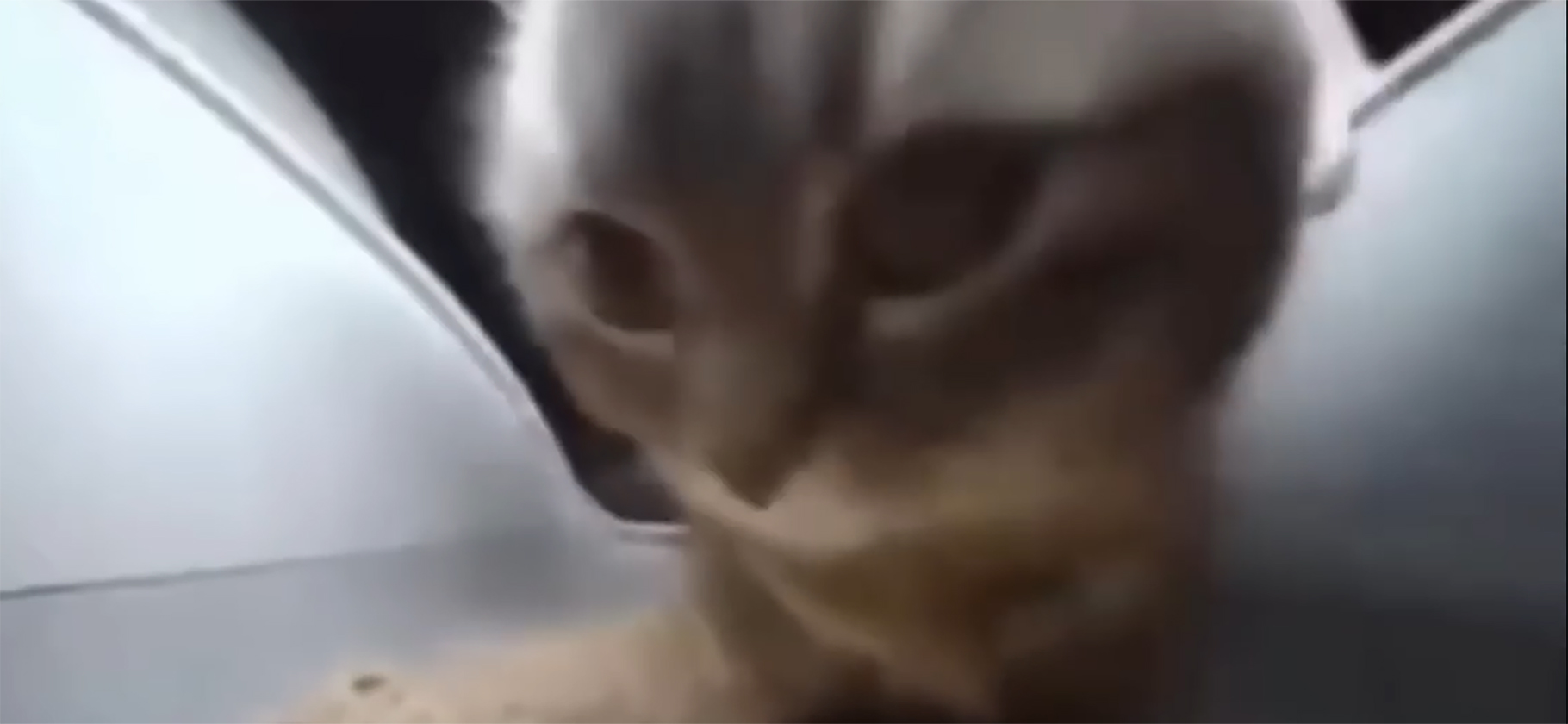 «Чипи-чипи чапа-чапа»: откуда взялся танцующий в лотке кот и как он стал вирусным мемом
