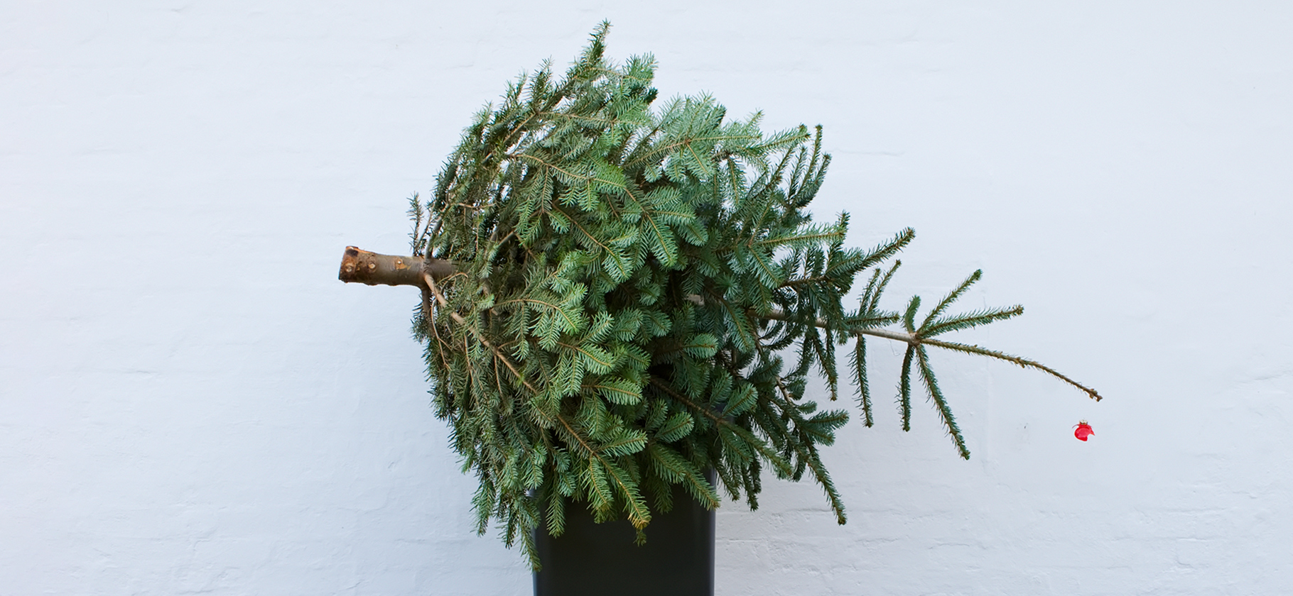 В Москве открылись пункты приема елок на переработку