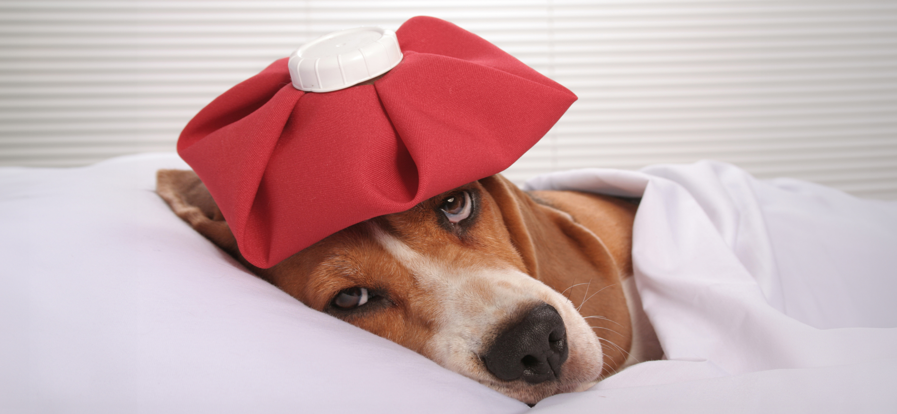 Чеснок от глистов, капуста от рака: 5 бесполезных народных средств лечения собак