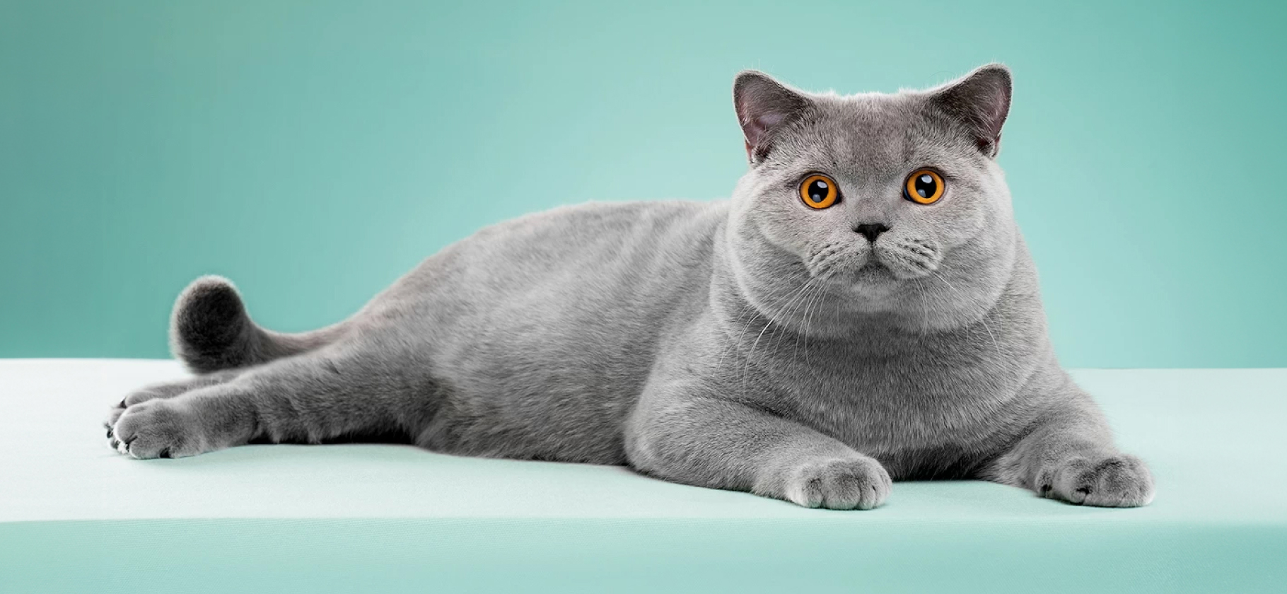 Пушистый Альбион: 5 английских пород кошек