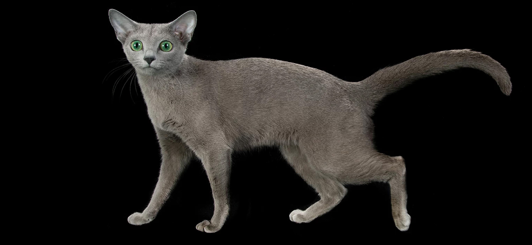 Будто сотканы из тумана: 7 пород серых кошек