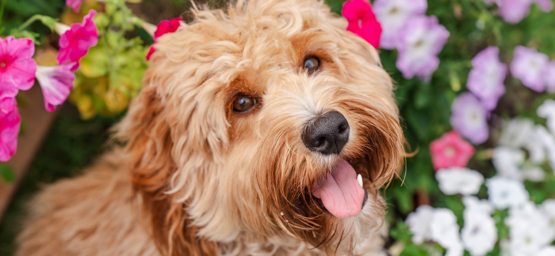 Сколько существует гипоаллергенных пород собак