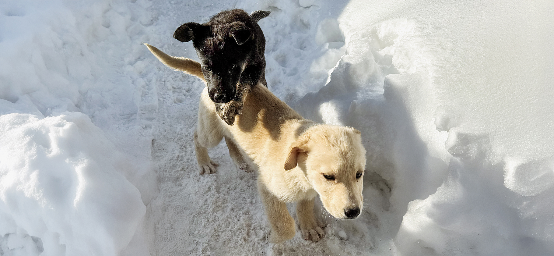 «Грели трубы под­руч­ными сред­ствами»: как фонд помощи животным строит ветцентр зимой