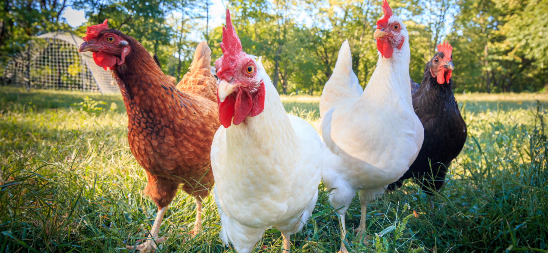 7 пород курочек, которые несут яйца необычных цветов