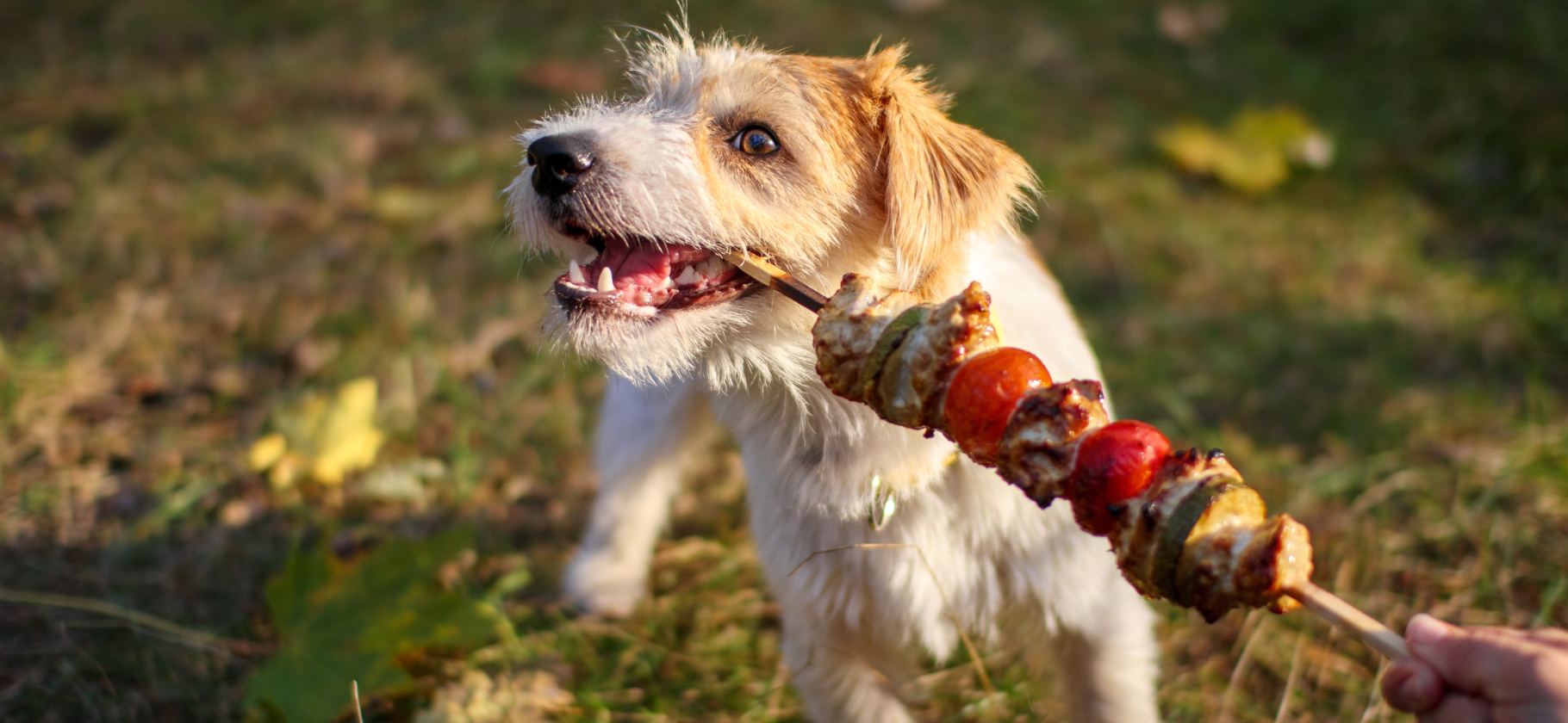 Как защитить собаку от опасностей в май­ские праздники: 8 советов