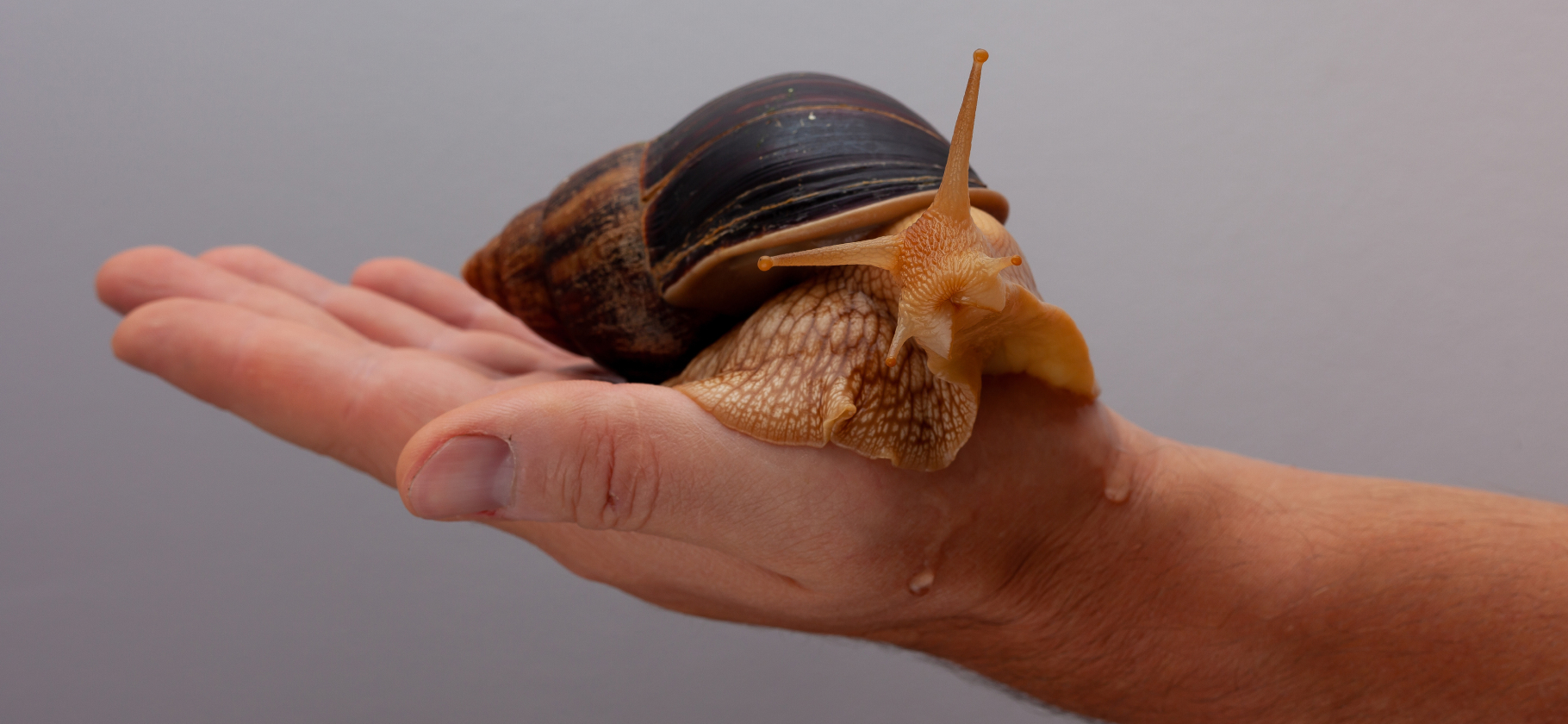 5 питомцев, на кото­рых у вас, скорее всего, не будет аллергии