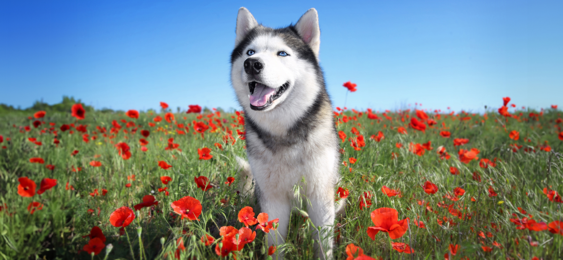 Крысоловы и пас­тухи: для чего выводили популяр­ные породы собак-компаньонов