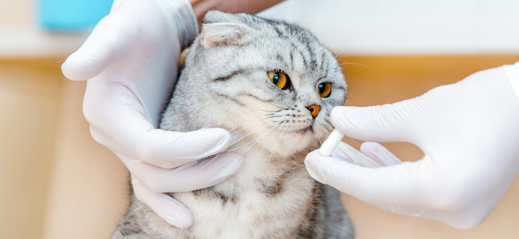 Сколько стоит обра­ботать от паразитов кошку и собаку в разных странах