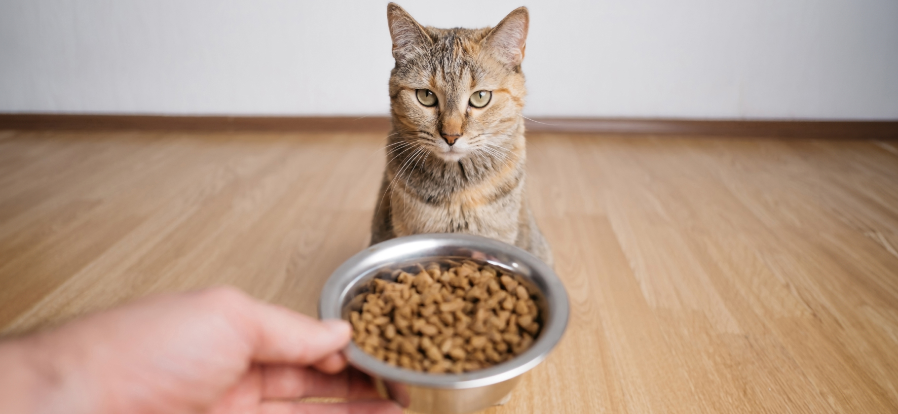 Кто тратит на корм и лакомства больше — кошатники или собач­ники?