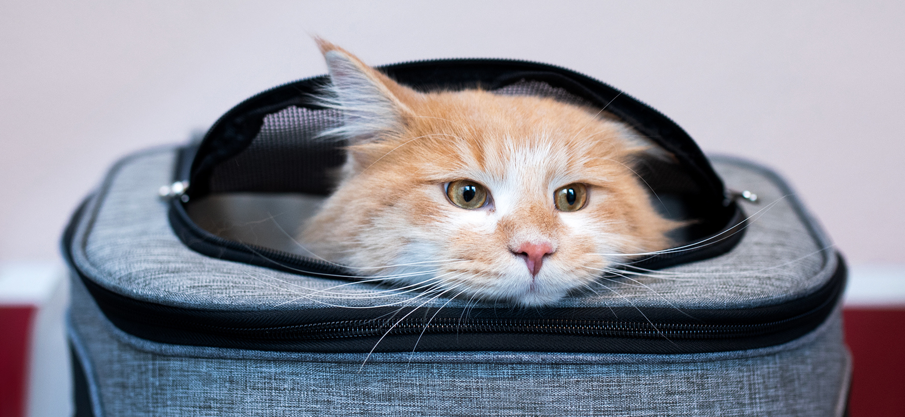 Авиакомпания «Победа» разрешила перевозить живот­ных на соседнем кресле