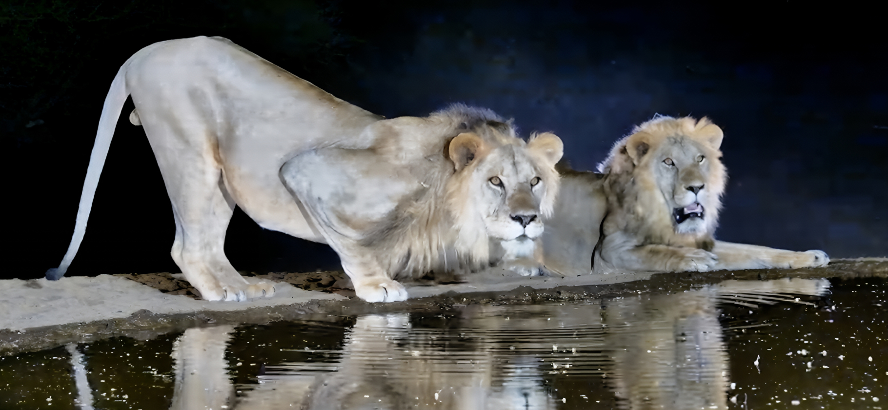 7 сайтов, где можно наблюдать за жиз­нью животных в прямом эфире