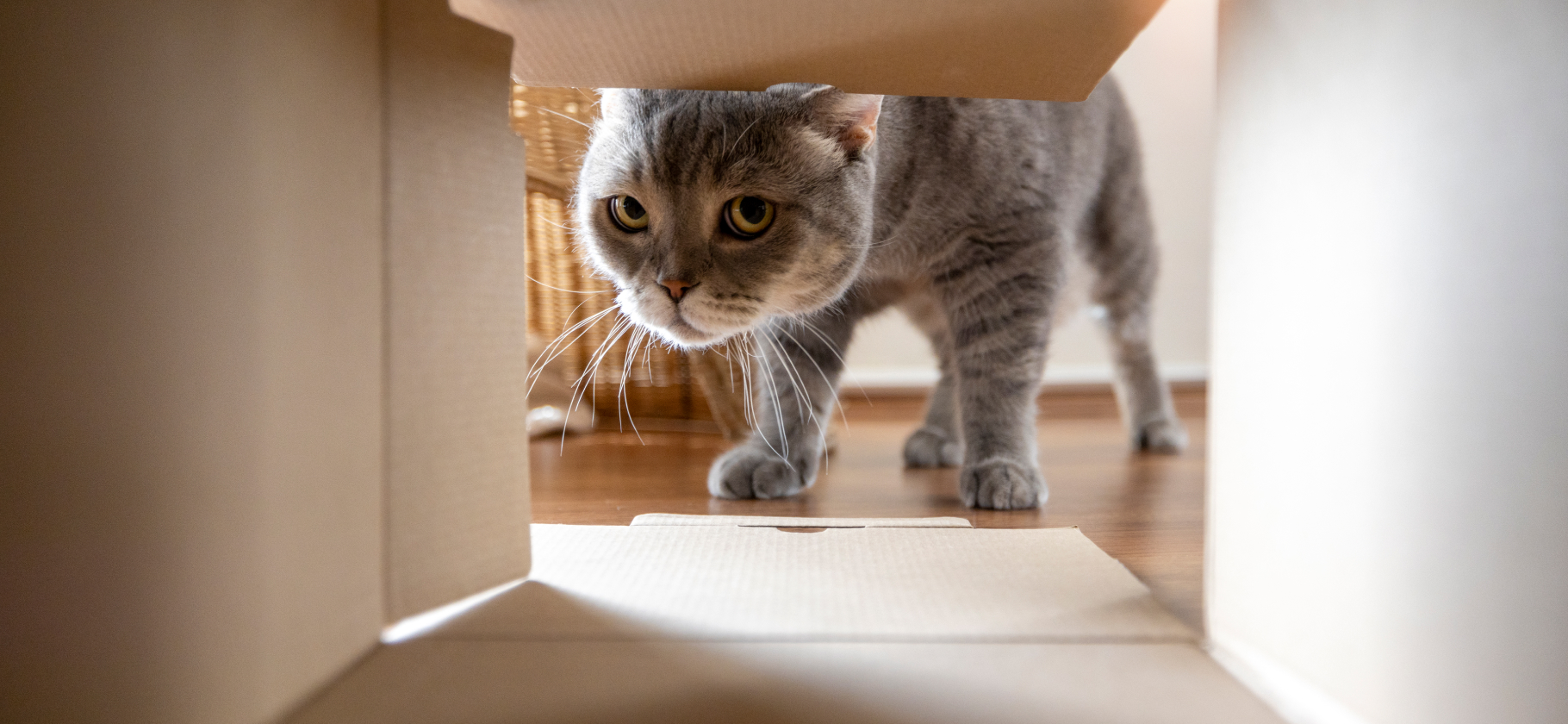 На чем сэкономить владельцу кошки: 7 идей