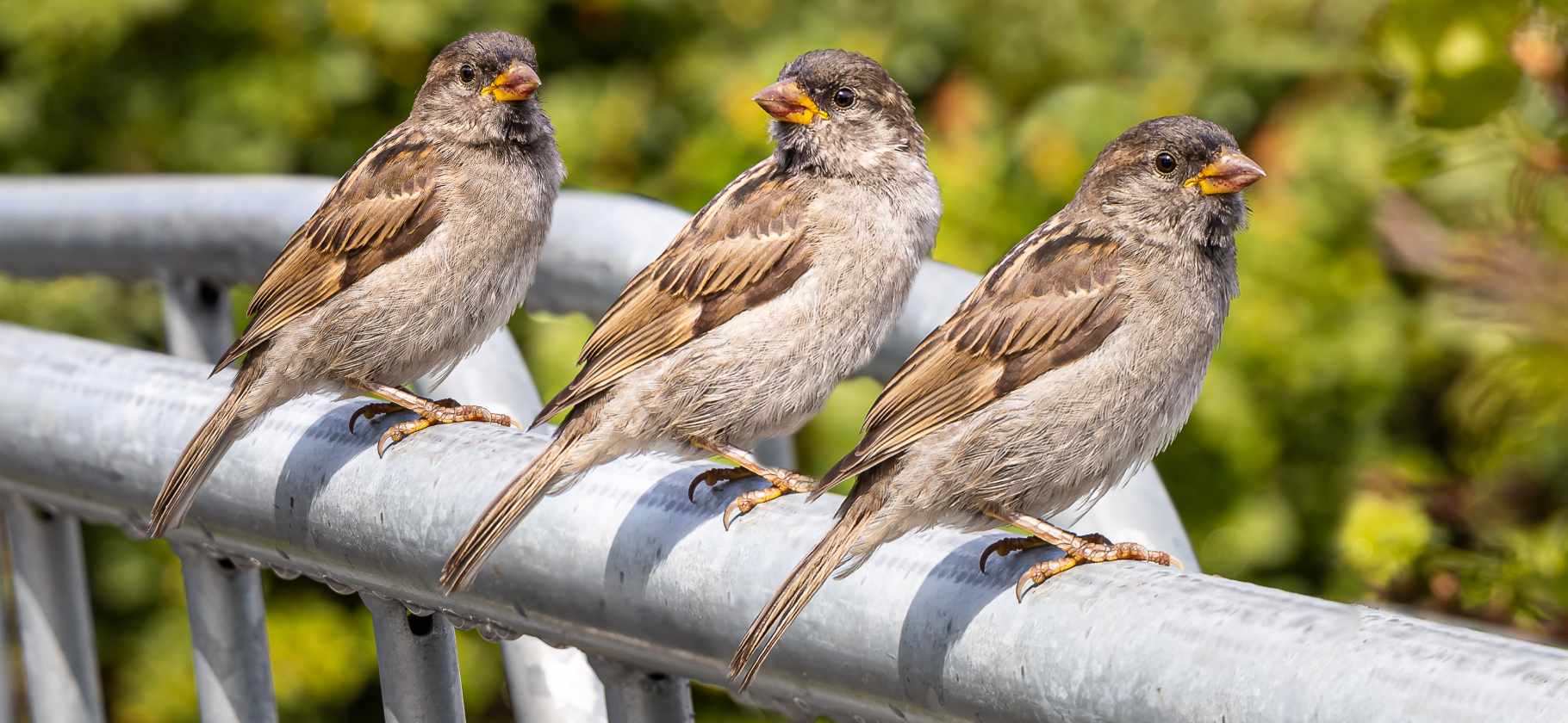 Всероссийская пере­пись воробьев: что это такое и как участвовать