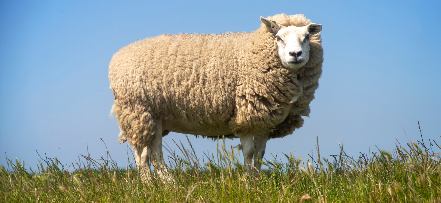 Все делают вместе и знают, кто в стаде главный: 6 необыч­ных фактов об овцах