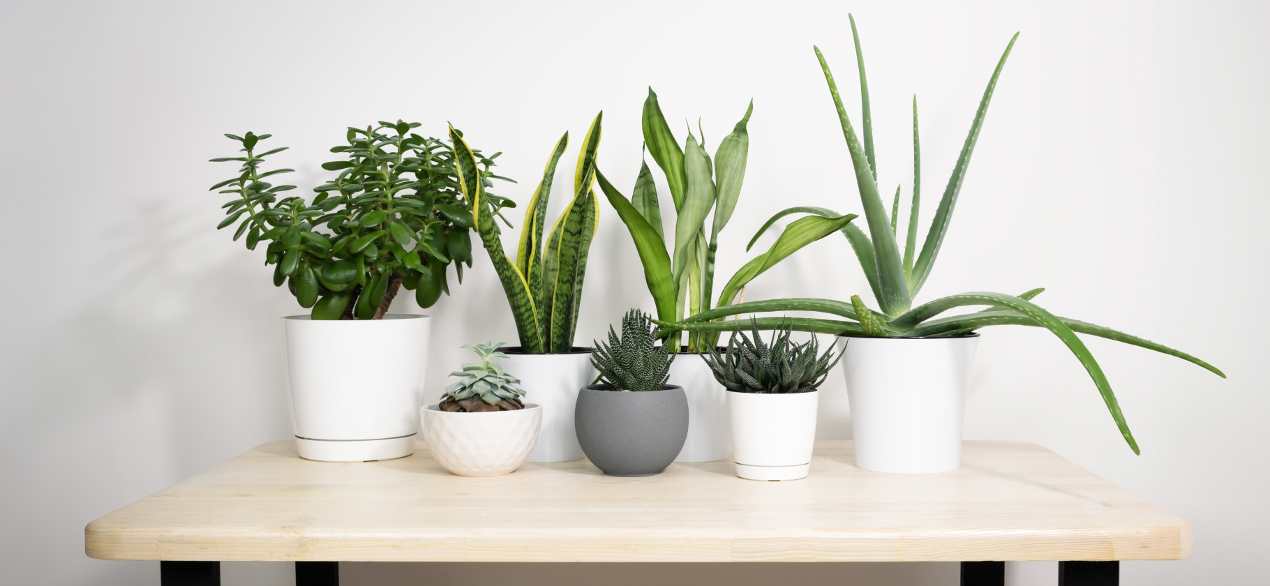 12 комнатных расте­ний, которые выдер­жи­вают засуху