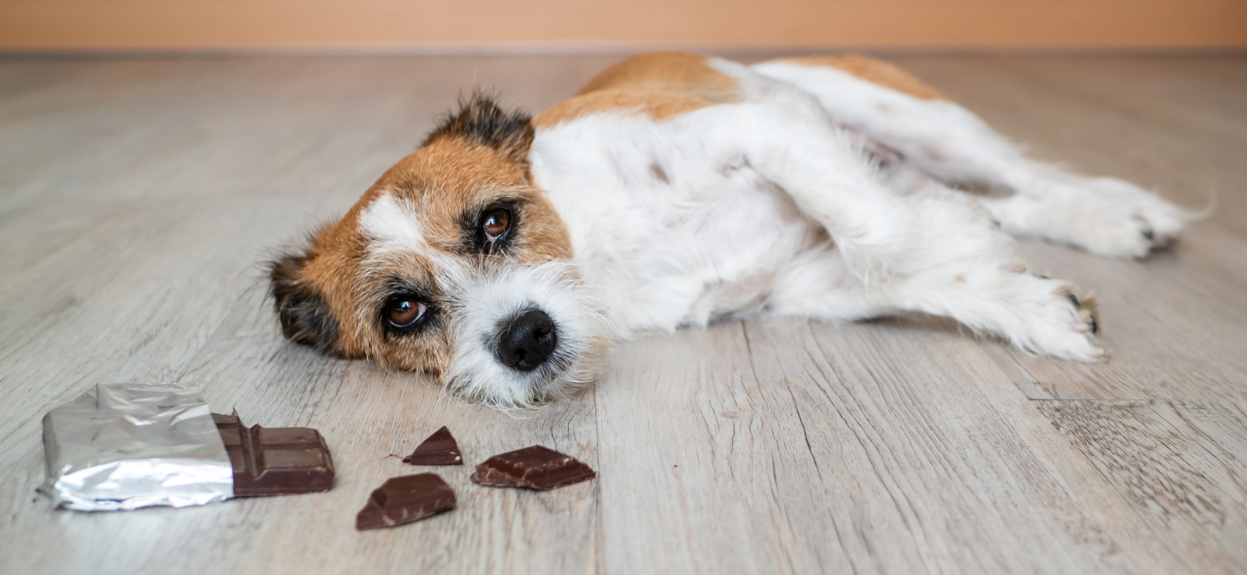 БАДы, крысиный яд​ и шоколад: чем чаще всего травятся питомцы