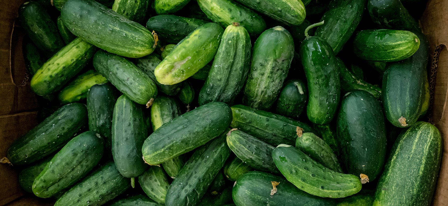 Почему в России подорожали огурцы
