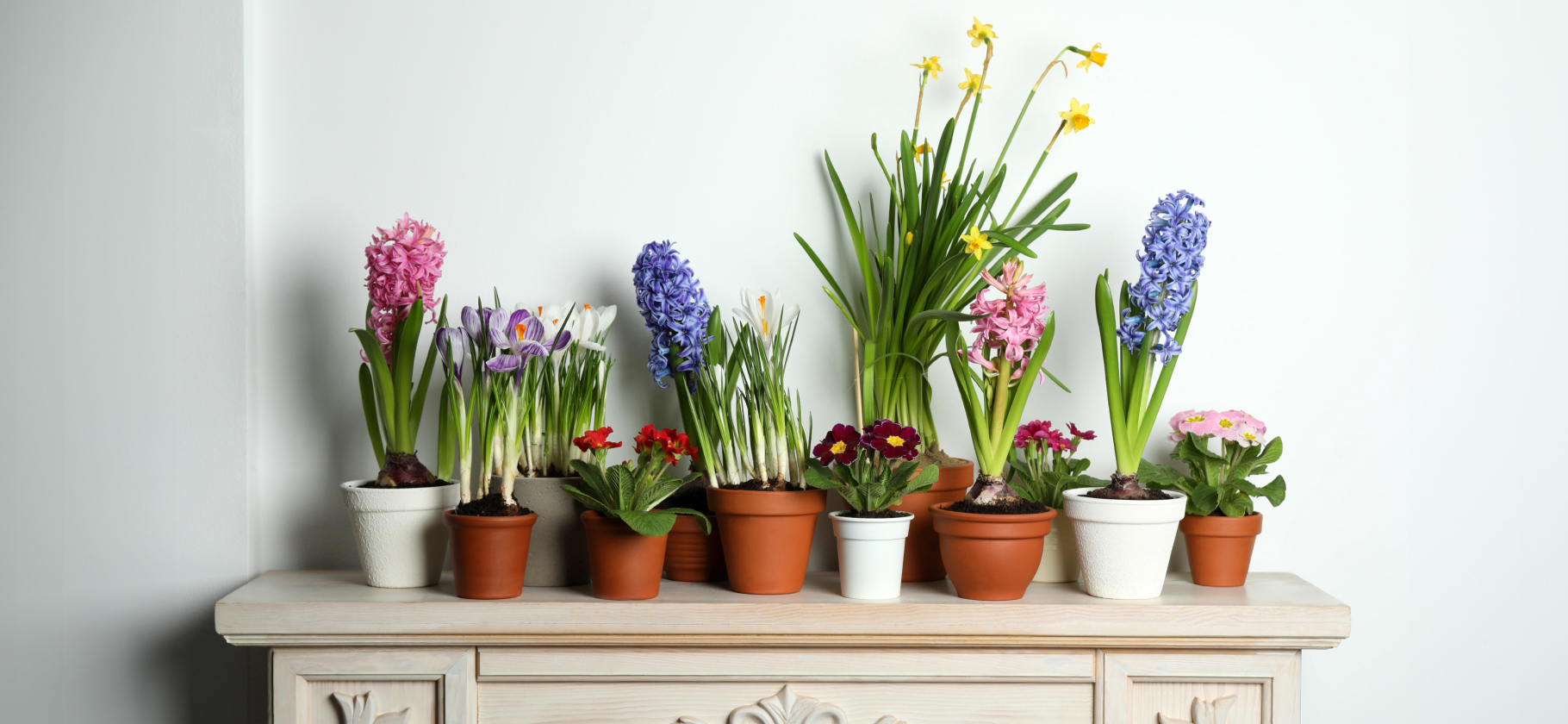Добавить весны в дом: 10 первоцве­тов для вашего подокон­ника