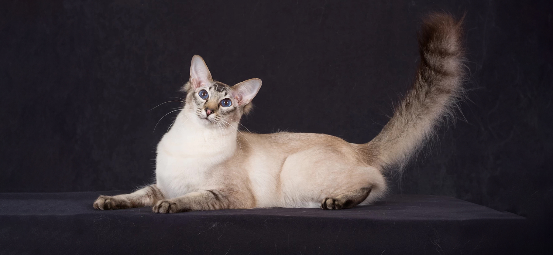 Дружелюбные и игривые: 6 восточ­ных пород кошек