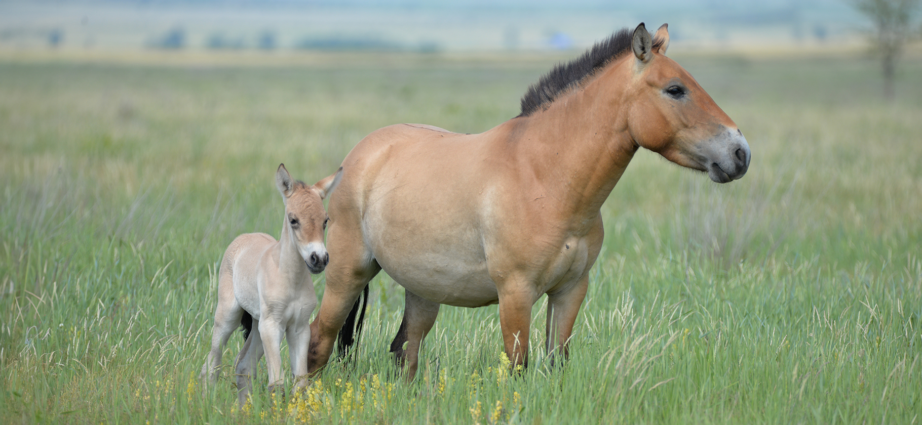 Манулы, сайгаки и лошади Пржевальского: 3 истории тех, кто защищает редких животных